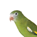 Parakeets