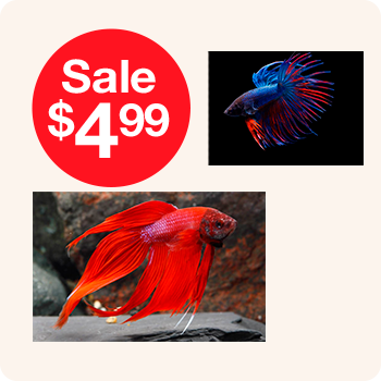 Two red and blue fish displayed with a sale price of $4.99.