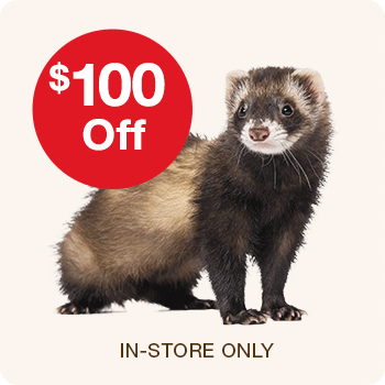  $100 Off Fancy Ferrets | In-store Only
