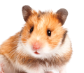 Hamster