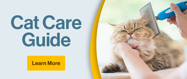Cat Care Guide "Learn More" with image of grey cat being brushed