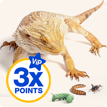 Live feeders for reptiles cheap