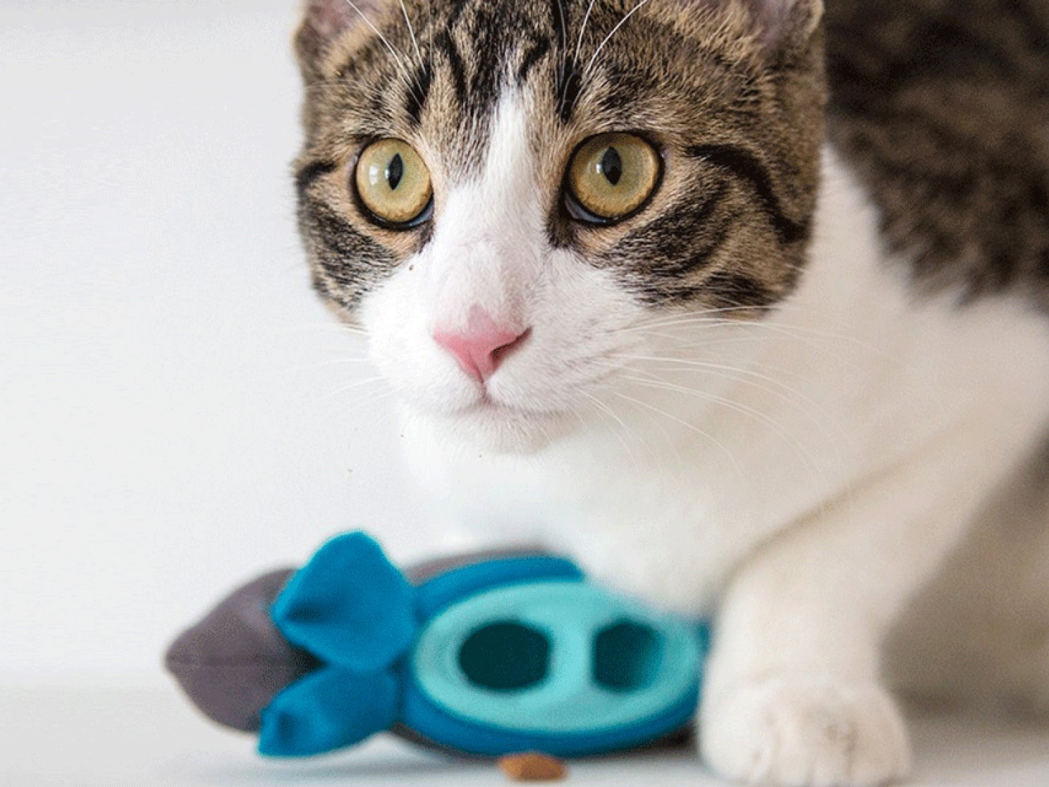 Treats and Toys