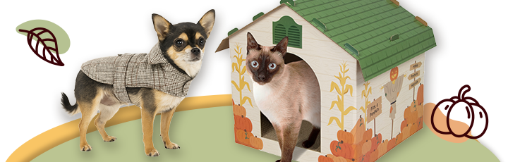 A real brown and white dog wearing a fall shirt and a cat inside a fall themed cat house