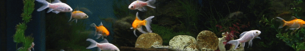 fish swiming in tank