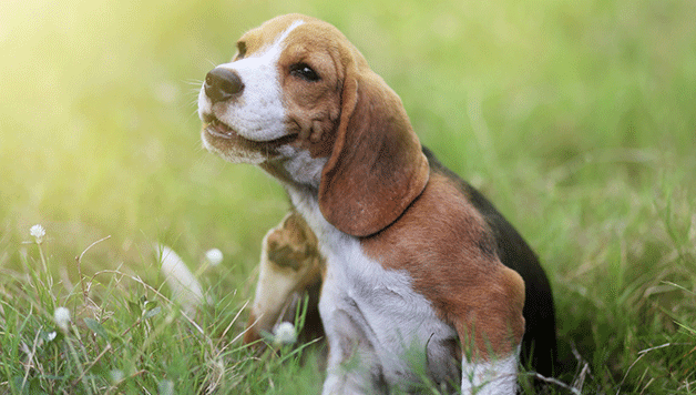 A beagle scratching itself in the grass with the text "Solutions"