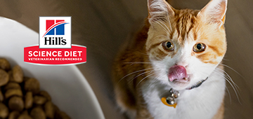 Hill's science diet logo on a image of an orange and white cat licking it's lips