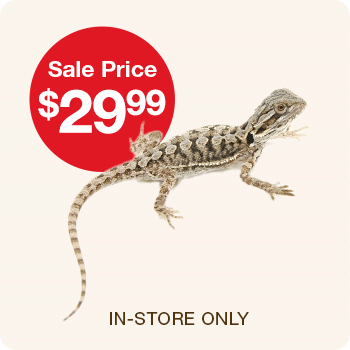 Sale Price $29.99 Baby Bearded Dragon | In-store Only