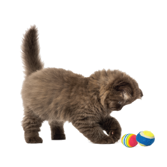 Kitten playing with cat toys