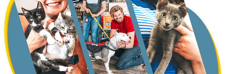 Rescue kittens and dog for adoption at a Pet Supermarket