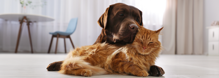chocolate lab dog and orange cat relaxing on grey couch