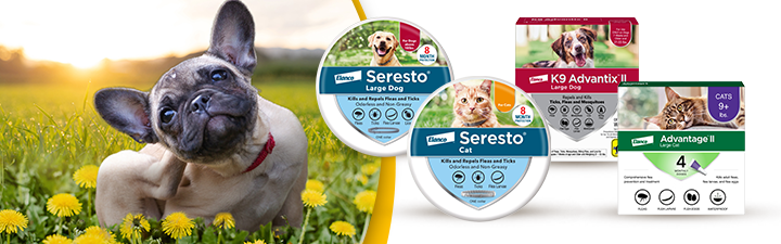 Dog itching in field of flowers with flea & Tick product images of advantage ii and Seresto collars