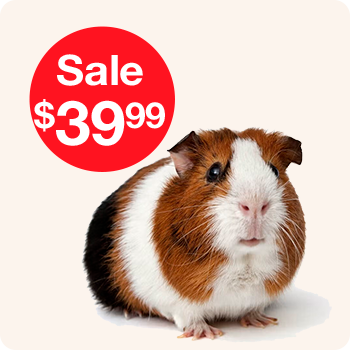 A display of various guinea pigs available for sale, showcasing different colors and sizes in a pet shop setting