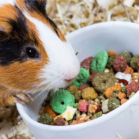 Pet Owner Guide to Caring for Guinea Pigs Pet Supermarket
