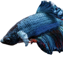 Betta Fish