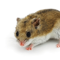 Chinese Dwarf Hamster