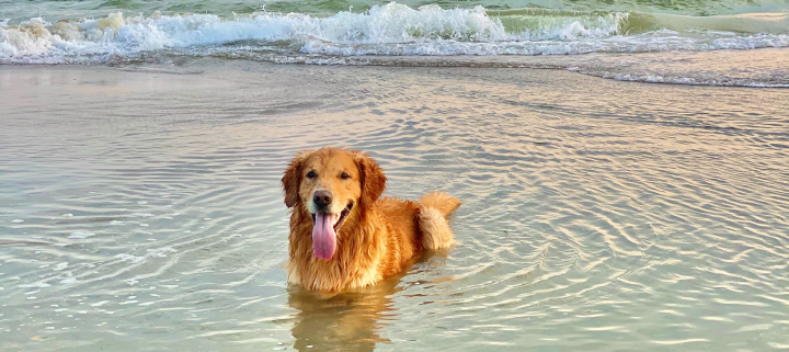 Try These 8 Summer Activities for Dogs