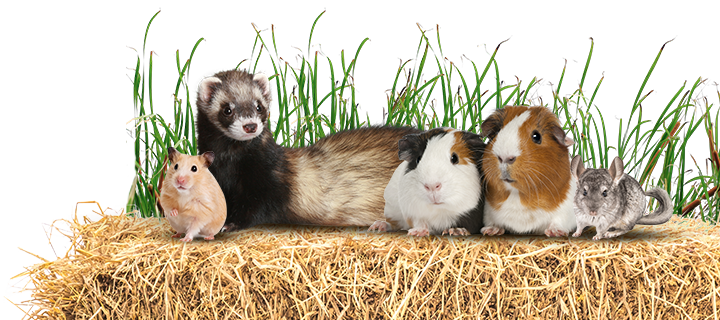 A guinea pig with long, multicolored fur sitting on straw next to a blue bowl filled with hay. To the right, a small chinchilla is also sitting on the straw. In the background, tall, green grass blades are visible behind the animals, creating a natural and lively setting.