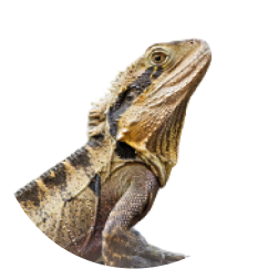 Bearded Dragon