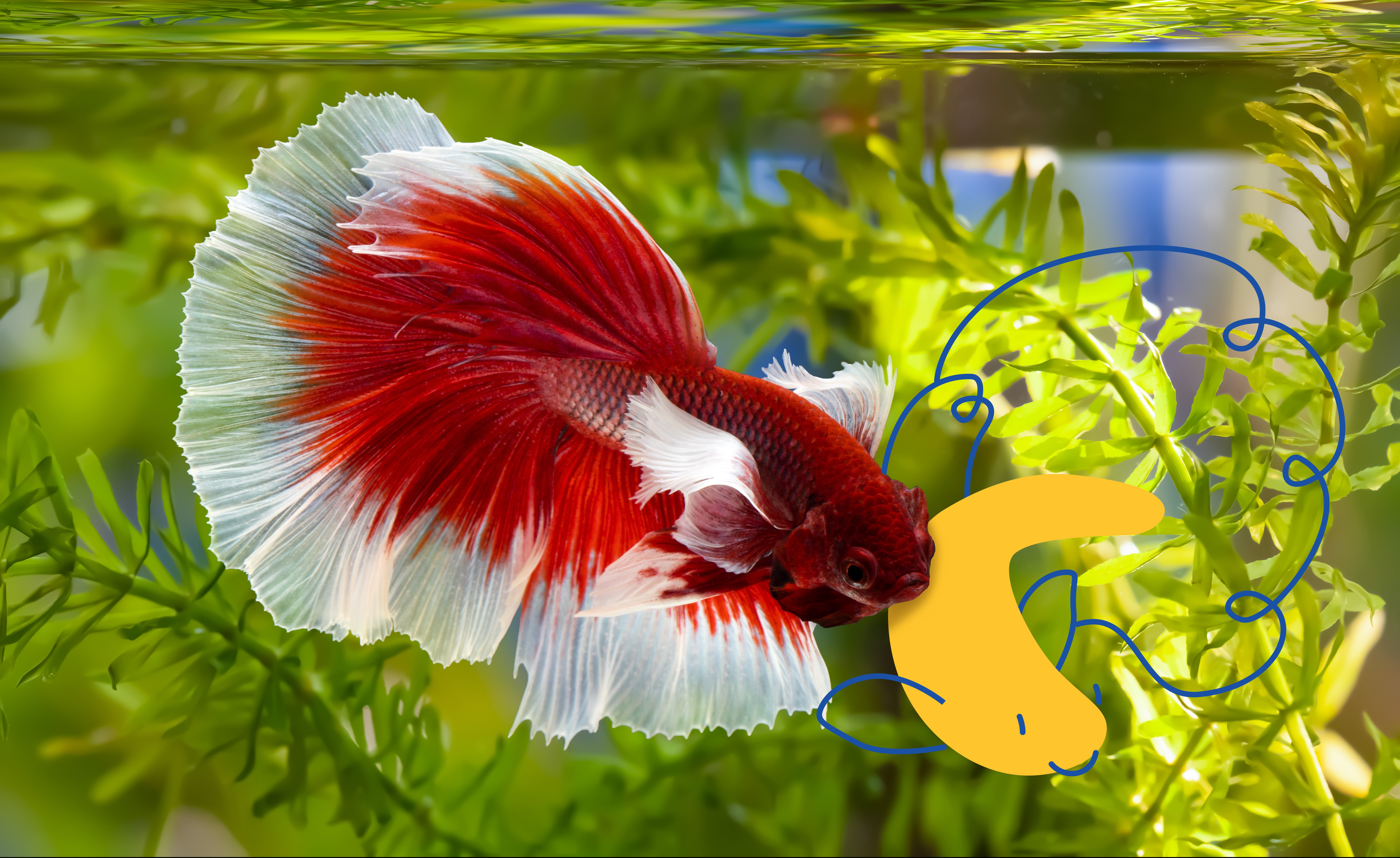 Beta fish - Bella Brooker  Beta fish, Fish, Fish pet