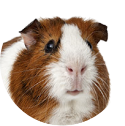 Guinea Pig