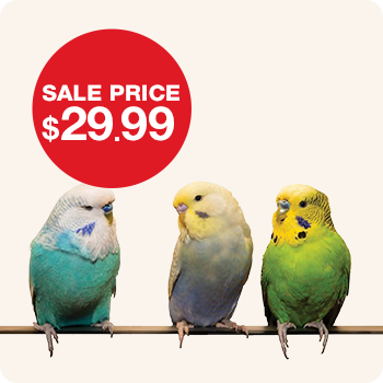 Parakeets for Sale In-Store Only