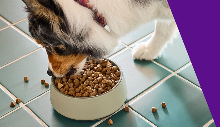 Dog eating kibble out of bowl on floor
