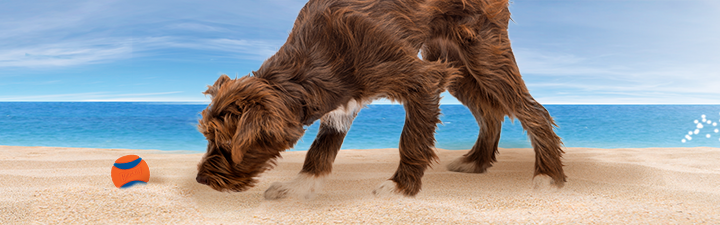 dog on the beach with orange ball sniffing the sand