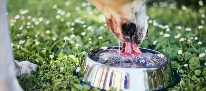 Hydration For Dogs