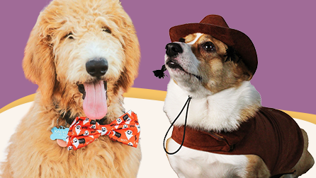  Features a variety of Halloween-themed pet costumes, including a bee costume, a Jack-o'-lantern hoodie, and a black spider outfit. A small dog is dressed in the spider costume. The background has a purple theme.