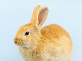 Rabbit