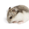 Djungarian Winter White Dwarf Hamster