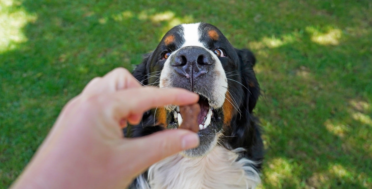 Saint Bernard dog getting a treat from a hand