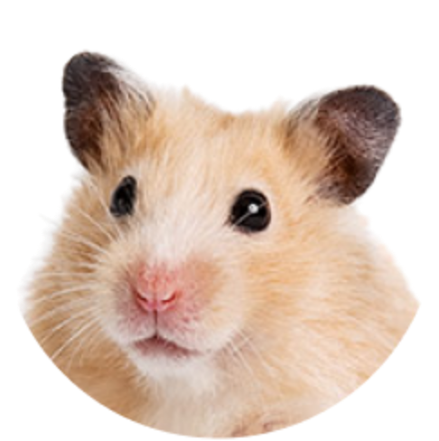 Hamsters