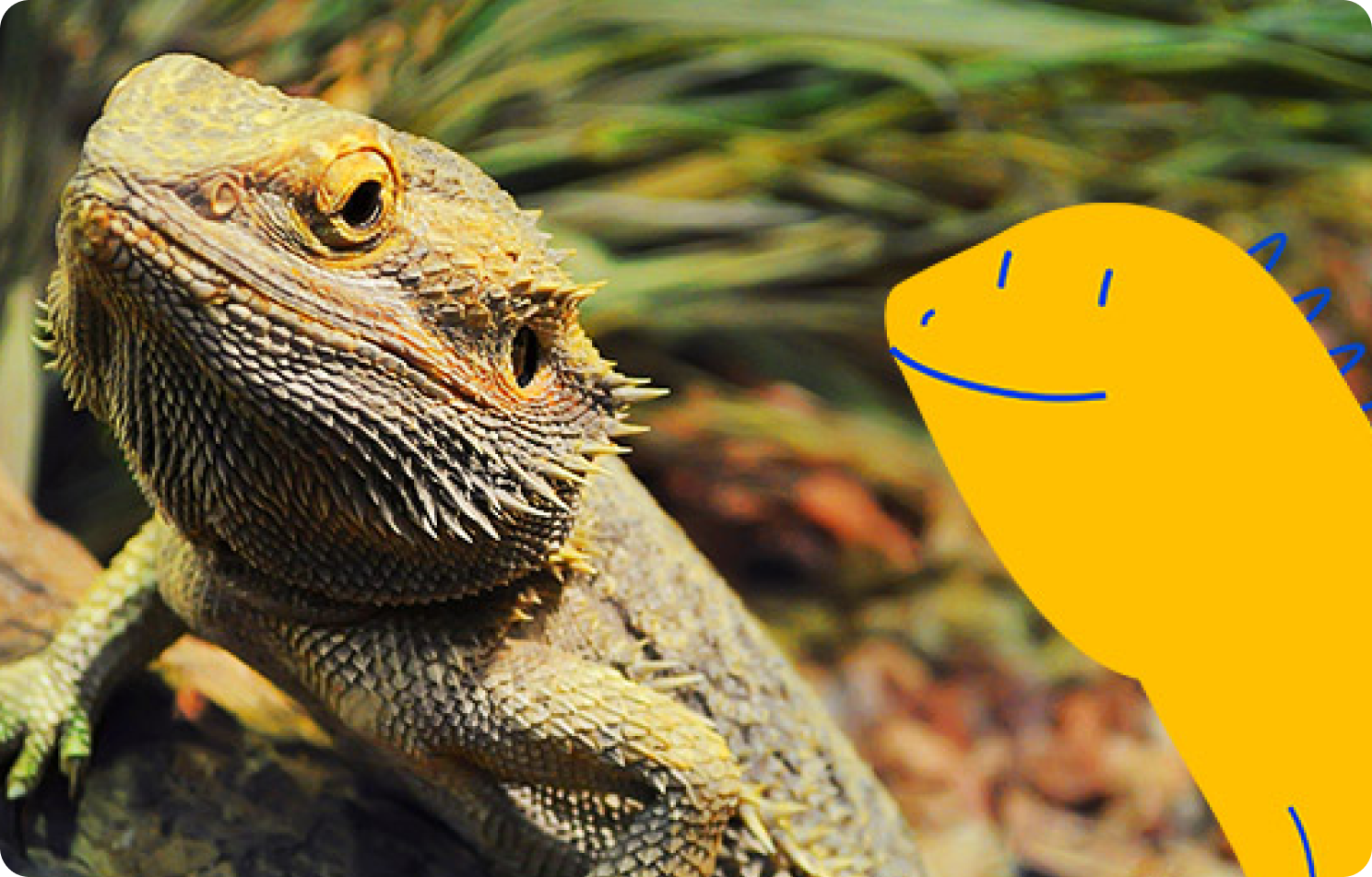Pet Owner Guide to Caring for a Bearded Dragon | Pet Supermarket