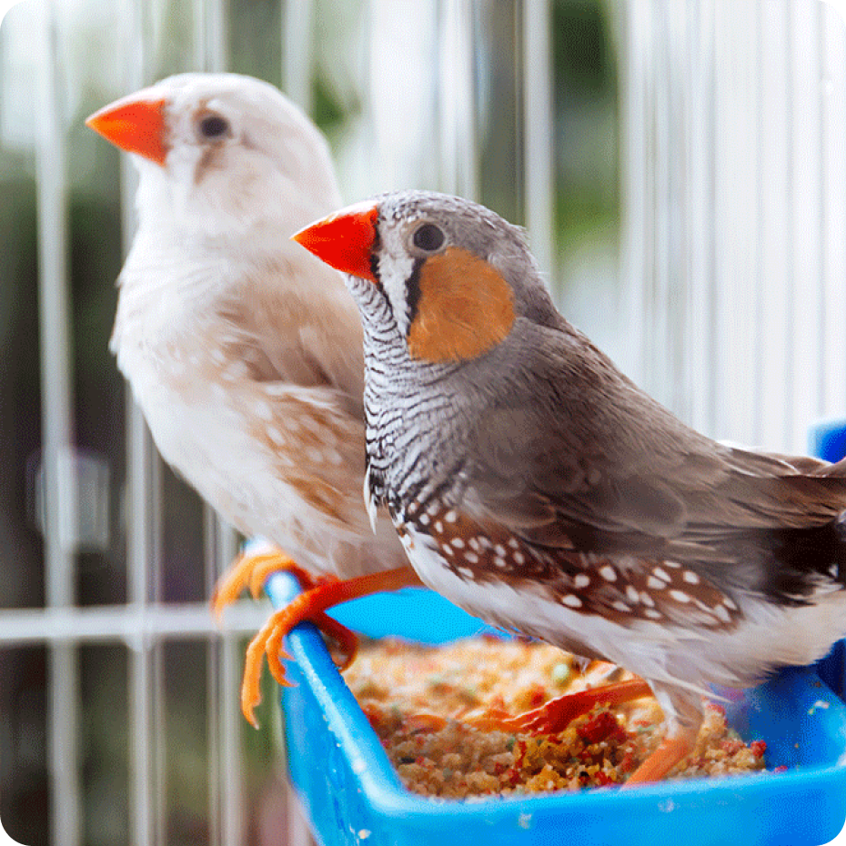 Pet cheap supermarket birds