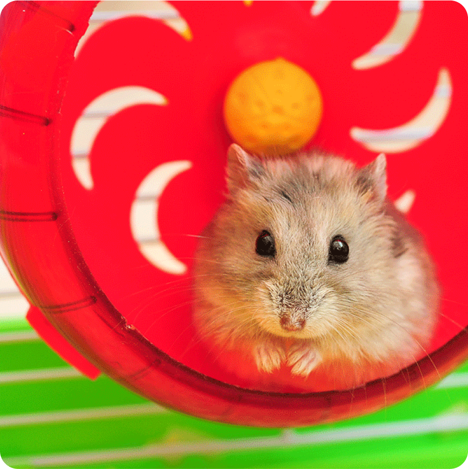 Djungarian Hamster - Facts, Diet, Habitat & Pictures on