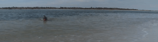 A dog starts swimming in the water, gradually coming closer to the shore with an N-Gage toy in its mouth. As it paddles vigorously, the toy becomes more visible. The dog approaches the shallow water, steps onto the shore, and shakes off water while holding the toy, standing on the wet sand. An N-Gage logo appears in the center of the GIF.