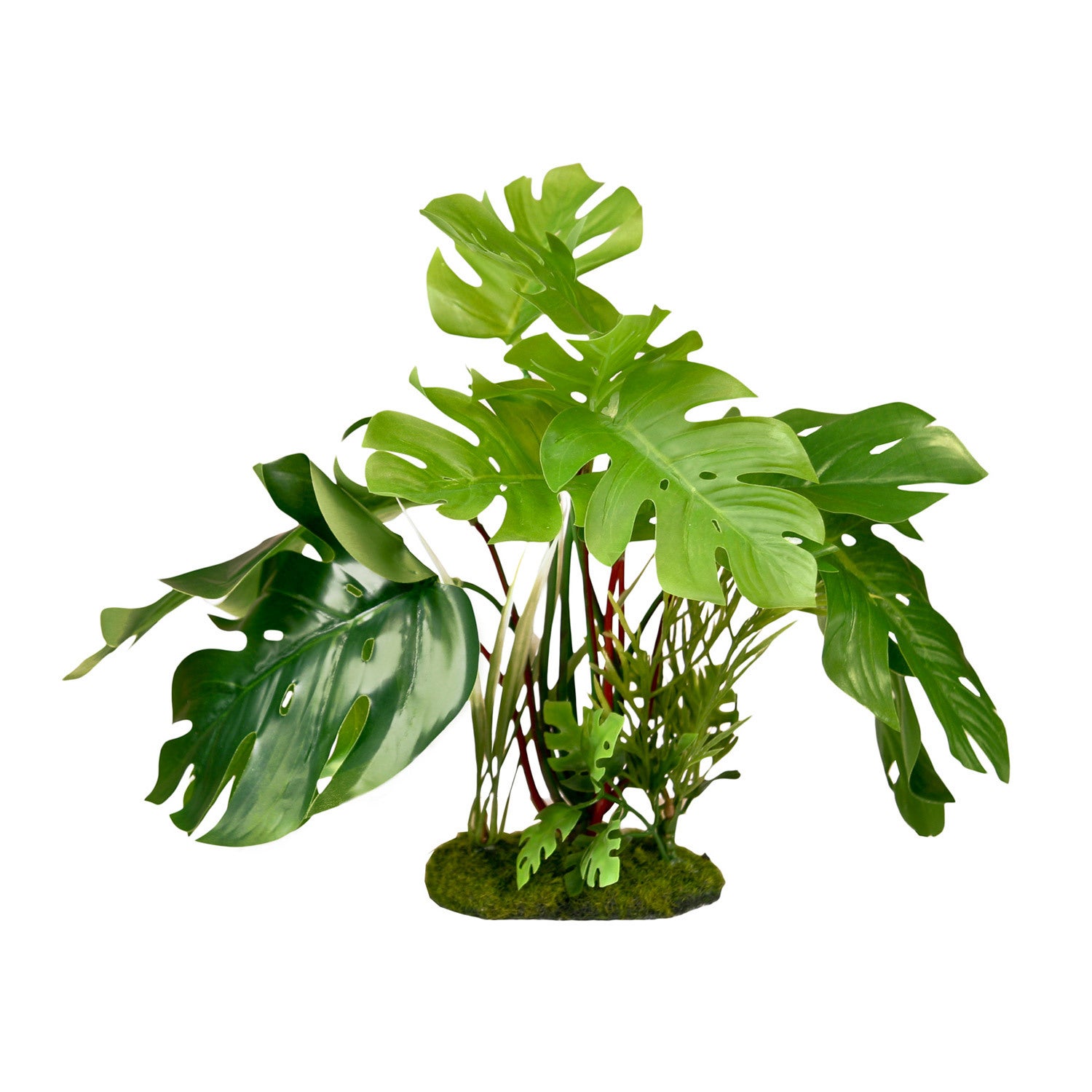 Blue Ribbon Tropical Gardens Split Green Leaf Philodendron Aquarium Plant
