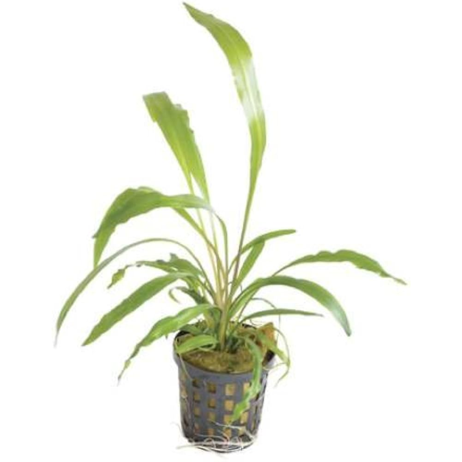 Cryptocoryne Spiralis