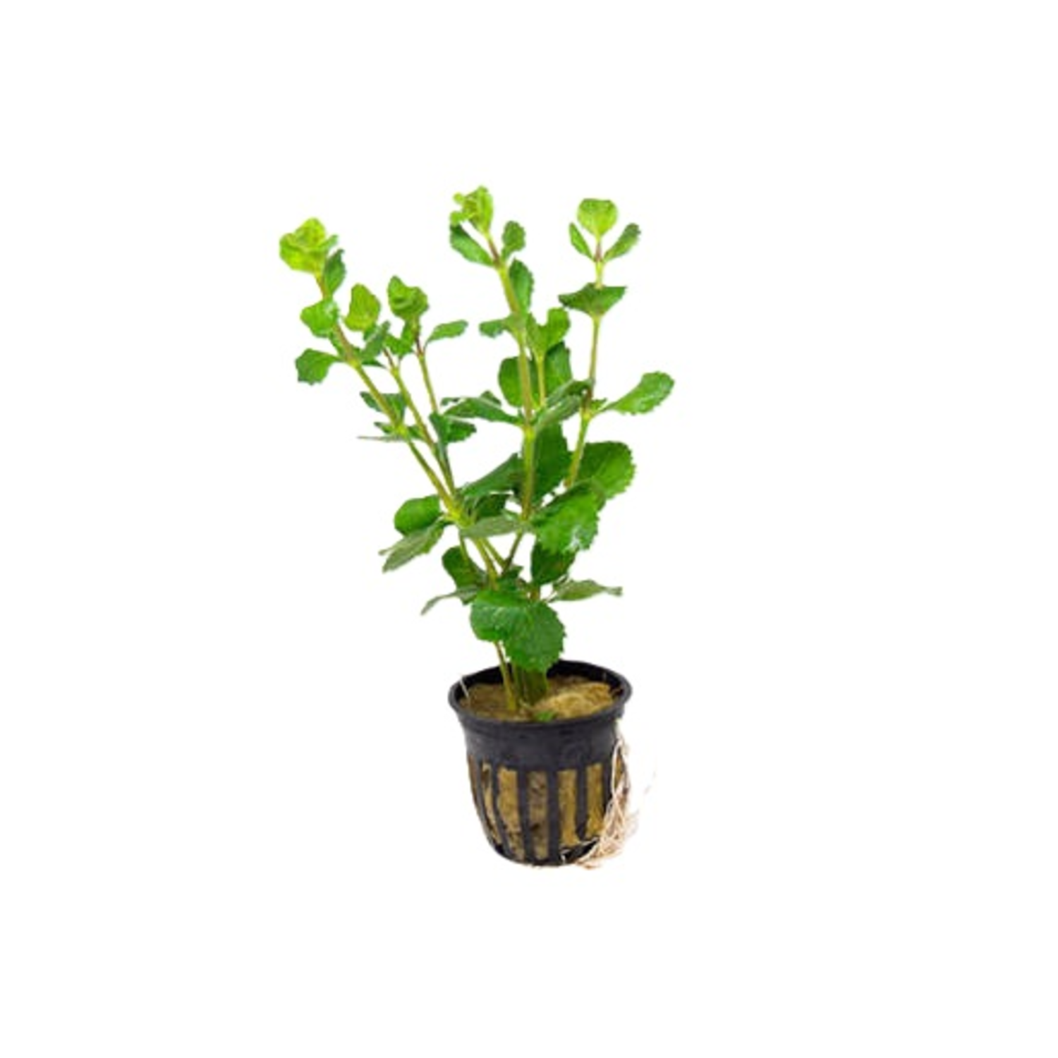 Wisteria Potted
