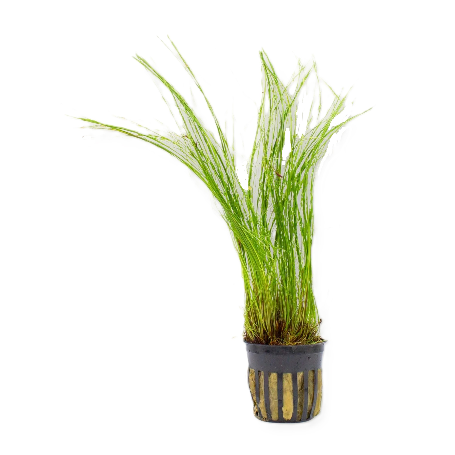 Hairgrass, Giant On Wood