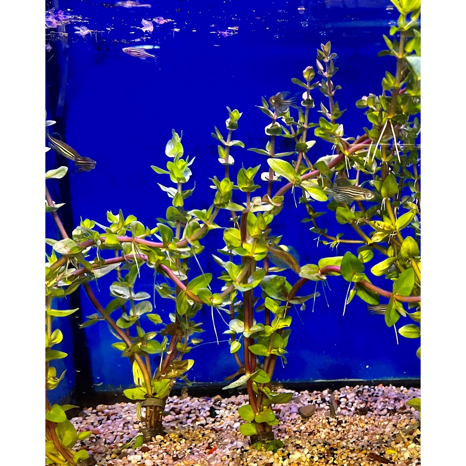 Bacopa