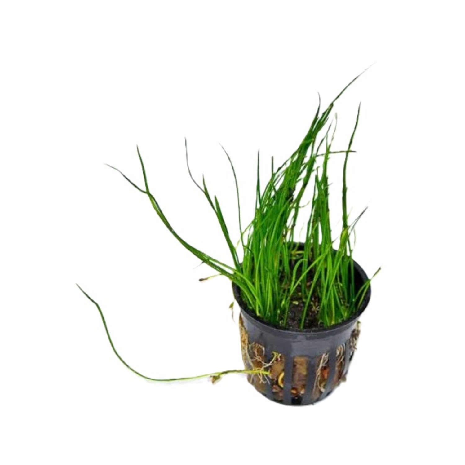 Micro Sword Narrow Potted