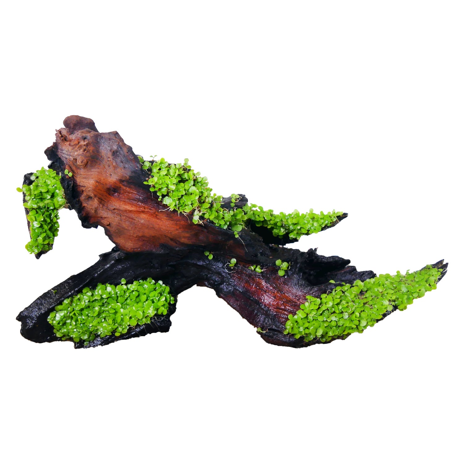 Penn-Plax Tide & Treasure Natural Driftwood Aquarium Decor – Small