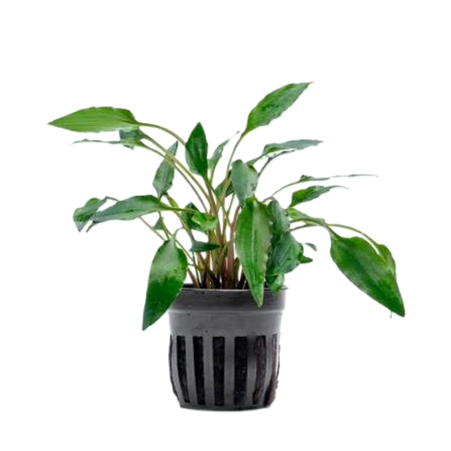 C. Undulata Potted