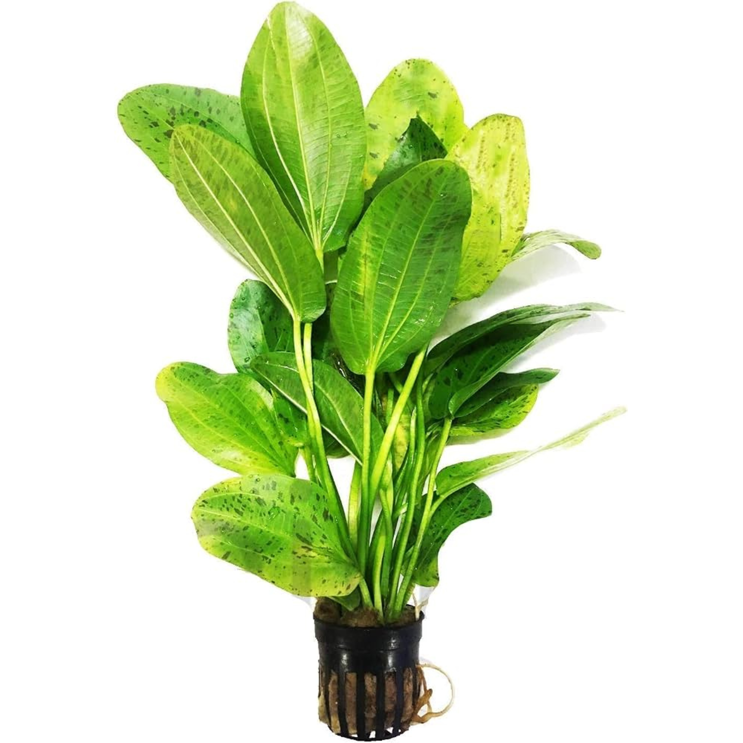 Ozelot, Green Potted