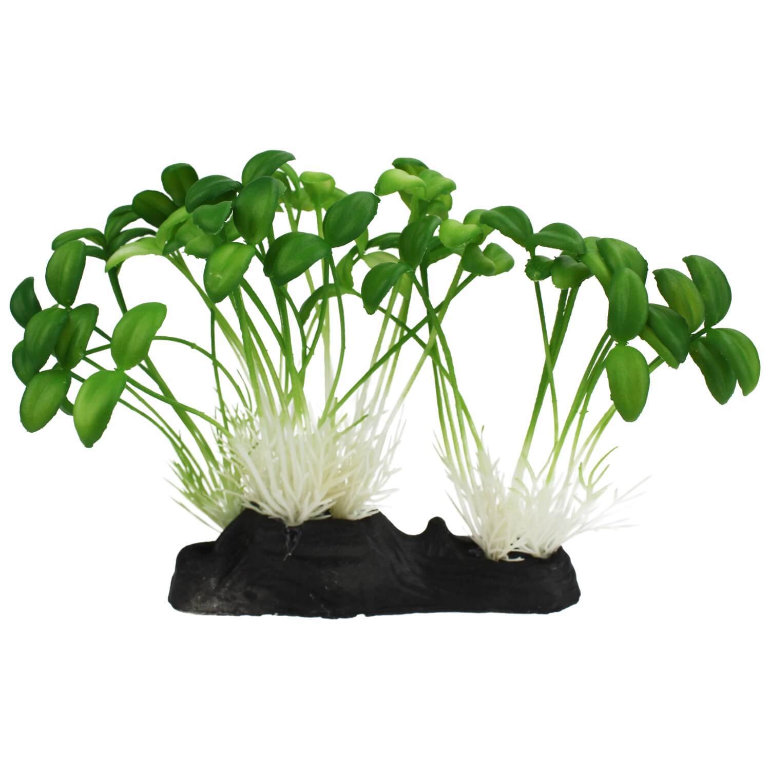 Komodo Sprouts For Reptiles