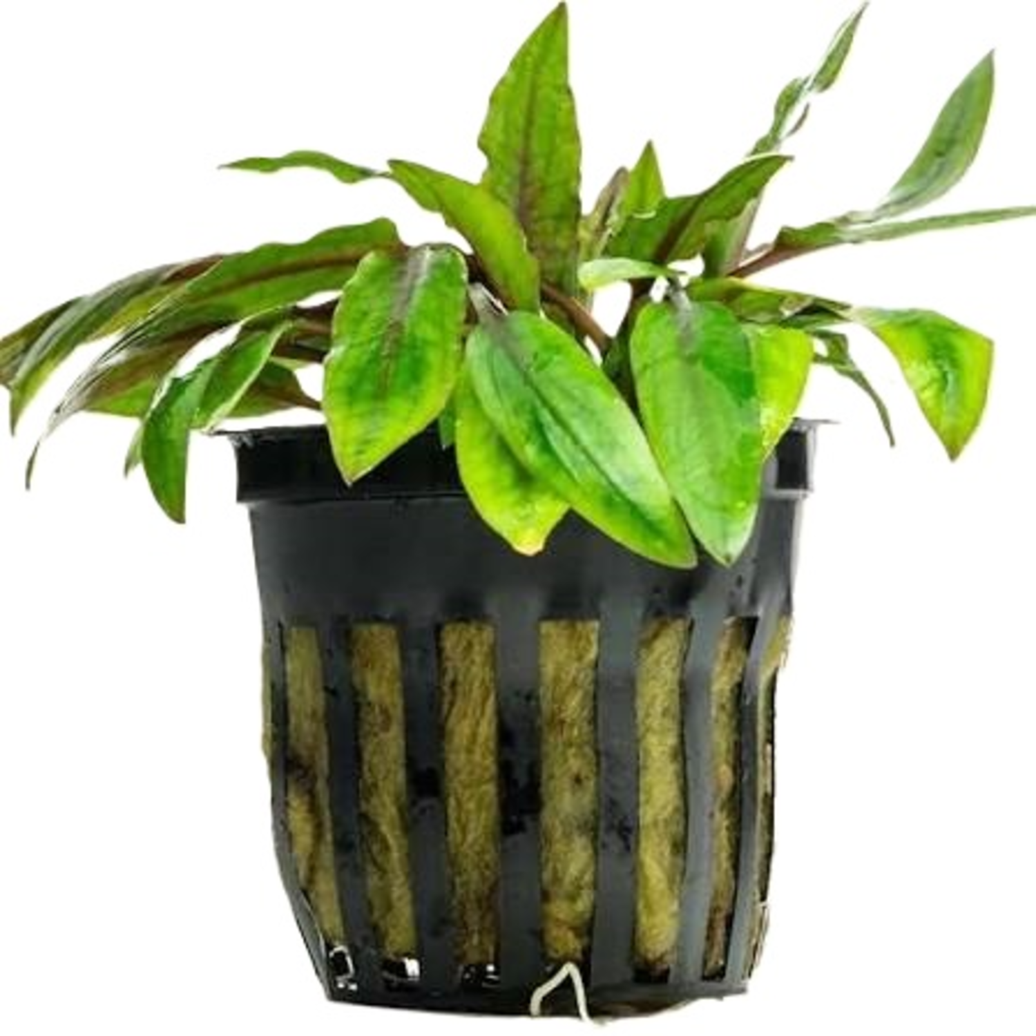 Cryptocoryne Wendtii, Green