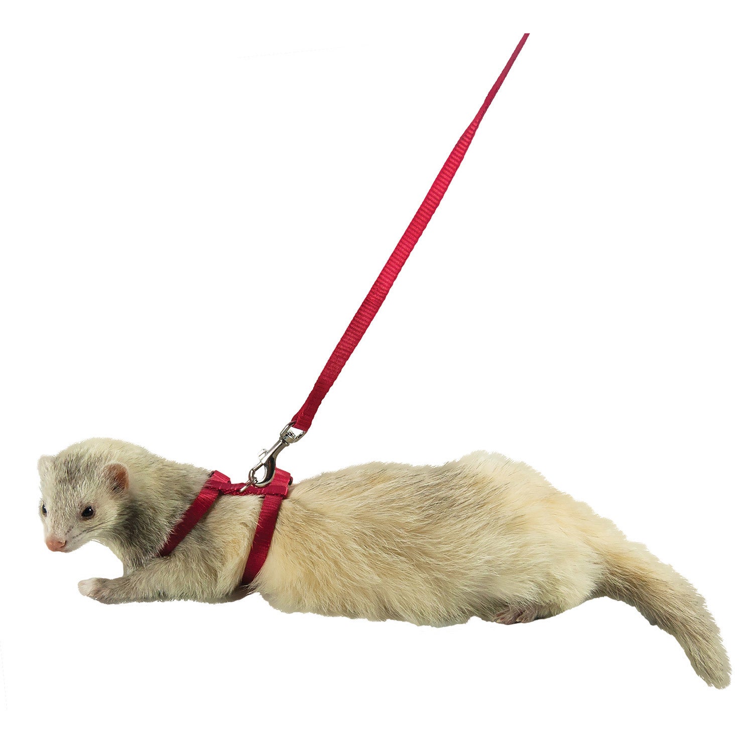 Marshall Pet Products Ferret Harness And Leash Set, Red